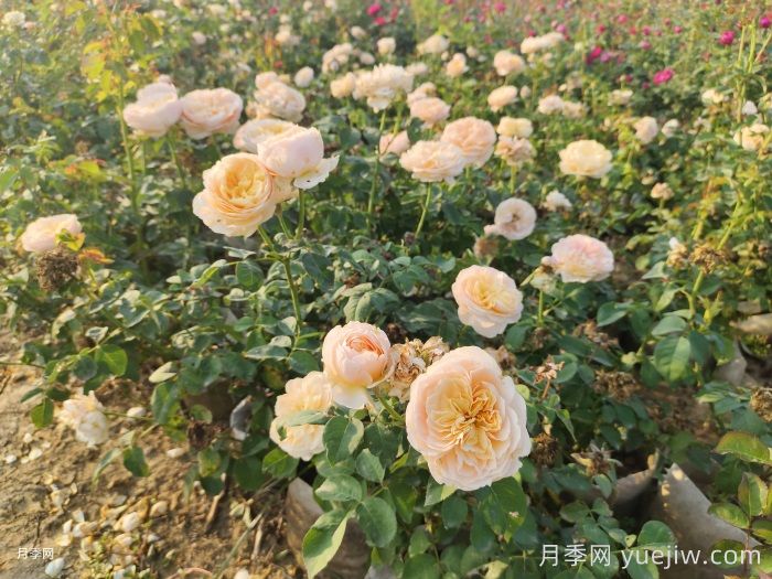 月季苗小不要緊，教你半年長(cháng)成兩加侖開(kāi)爆花(圖3)