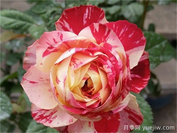 推薦6款條紋月季品種，別致美麗吸引眼球(圖2)