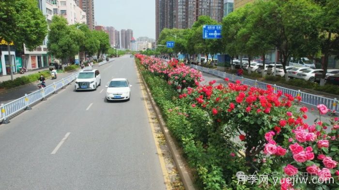第三屆世界月季博覽會(huì )，南陽(yáng)寶藏月季花打卡點(diǎn)(圖1)