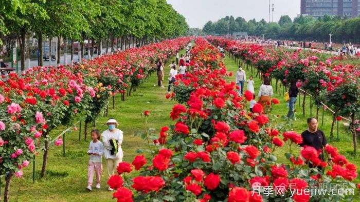 第三屆世界月季博覽會(huì )，南陽(yáng)寶藏月季花打卡點(diǎn)(圖2)