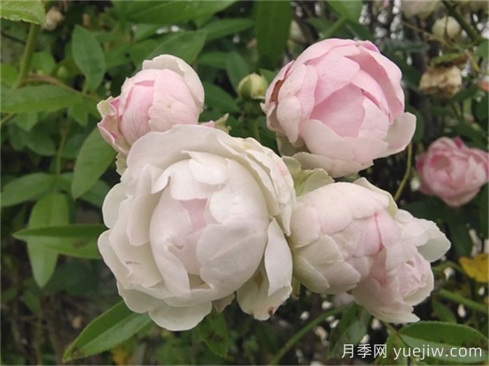月季花長(cháng)蟲(chóng)子可以撒石灰嗎？(圖1)
