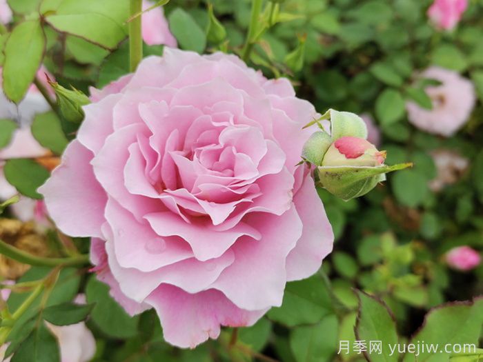月季花不對版是什么意思？(圖1)