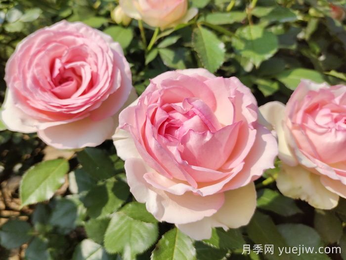 龍沙寶石月季一年能開(kāi)幾次花？(圖1)