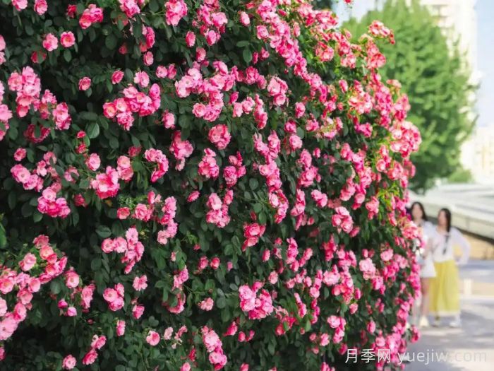 武漢月季全城開(kāi)，萬(wàn)一有人想在綠化帶辦婚禮呢？(圖2)