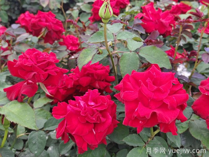 酒泉阿克塞：萬(wàn)紫千紅扮靚街頭，繪就城市生態(tài)畫(huà)卷 (圖1)