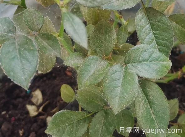 月季又有紅蜘蛛了，該怎么處理？(圖1)