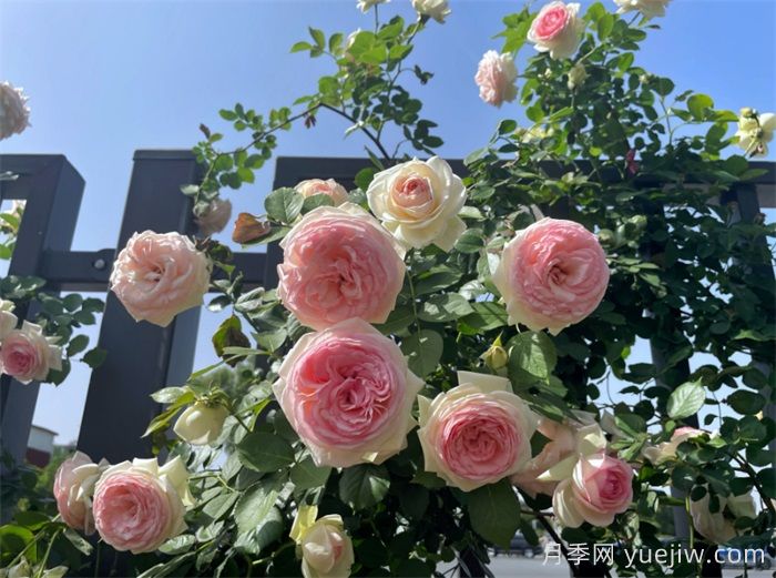 洛陽(yáng)：月季花開(kāi)香滿(mǎn)城，打卡地點(diǎn)送給你(圖3)