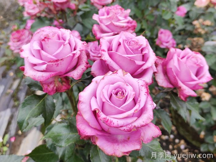五月份，陽(yáng)臺黨必備的月季爆花養護全攻略(圖2)