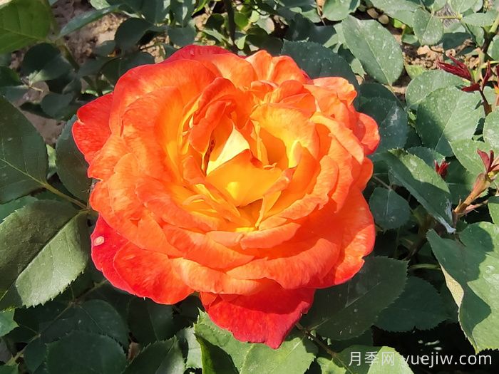 家中常備月季用藥清單，值得收藏！(圖1)
