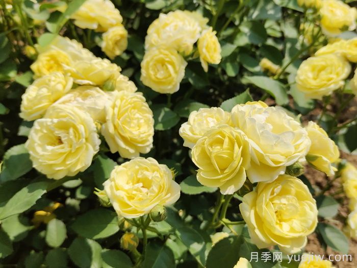月季不開(kāi)花，究竟是什么原因造成的呢？(圖1)