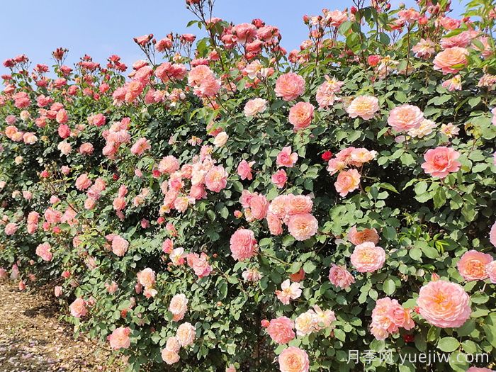 月季花枝垂頭打蔫，原來(lái)是莖蜂惹的禍(圖1)