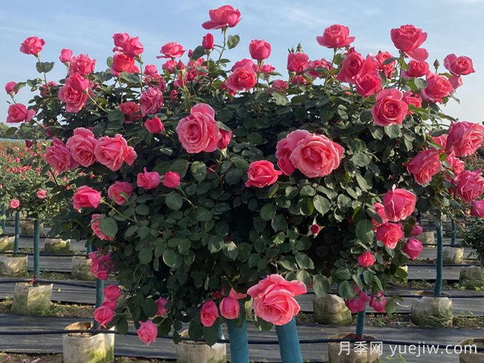 月季不開(kāi)花到底是為什么？月季爆花教程(圖2)