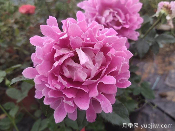 南陽(yáng)月季：借直播東風(fēng)，產(chǎn)業(yè)迭代煥新(圖1)