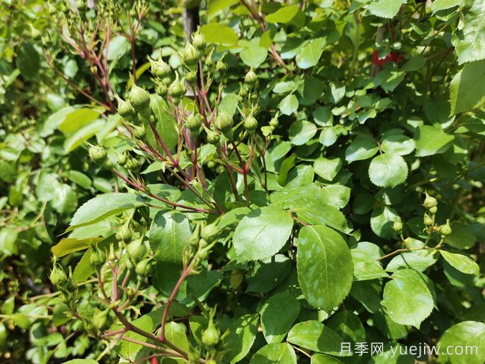 月季花苞期養護辦法(圖1)