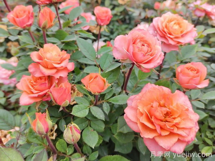 五月份月季花該如何管理？(圖1)