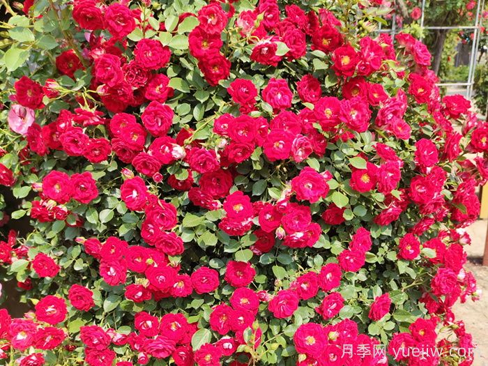 五月份月季花該如何管理？(圖2)
