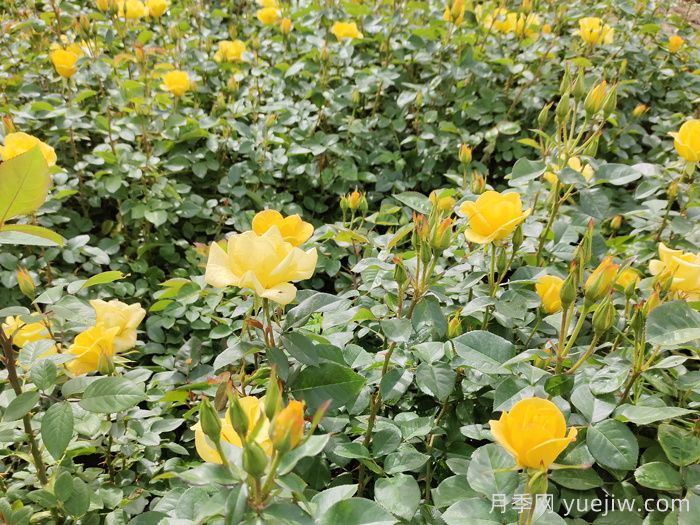 月季不開(kāi)花的真相，很多人**步就錯了(圖1)