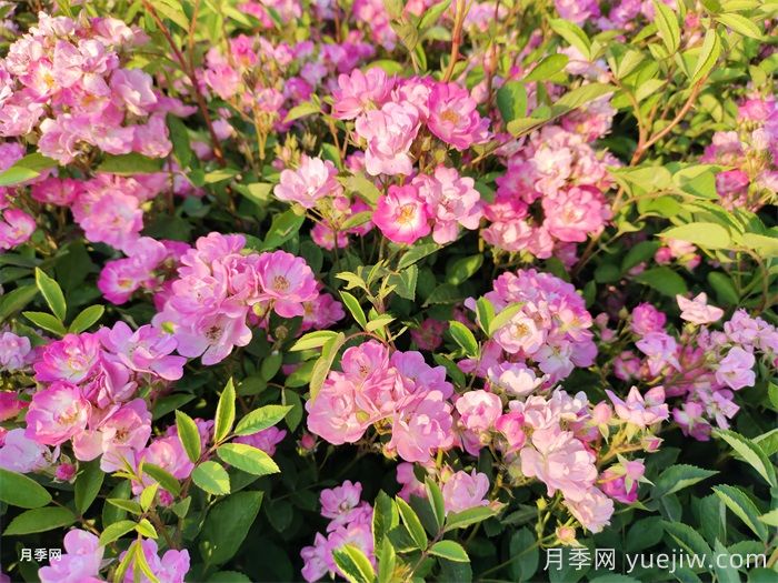 月季不開(kāi)花的真相，很多人**步就錯了(圖2)