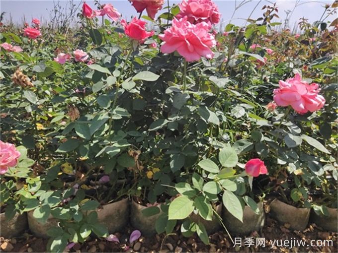 月季不開(kāi)花的真相，很多人**步就錯了(圖3)