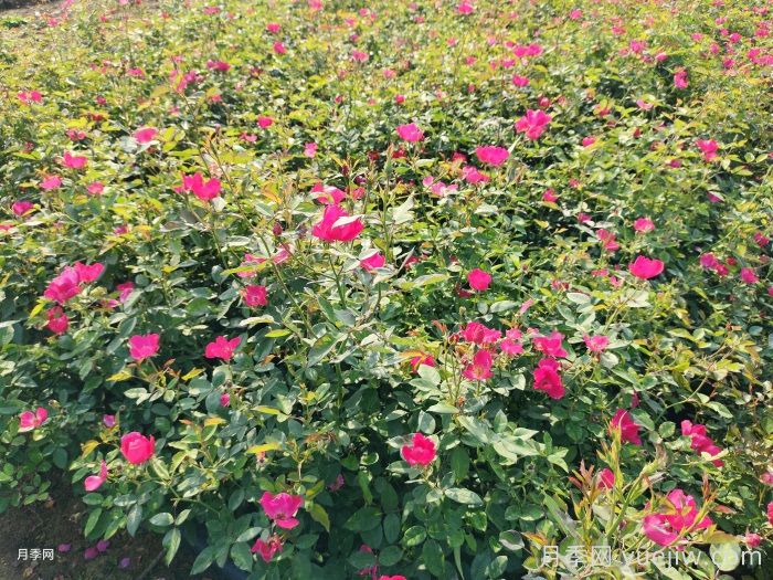 月季只長(cháng)枝葉而不開(kāi)花的原因(圖1)