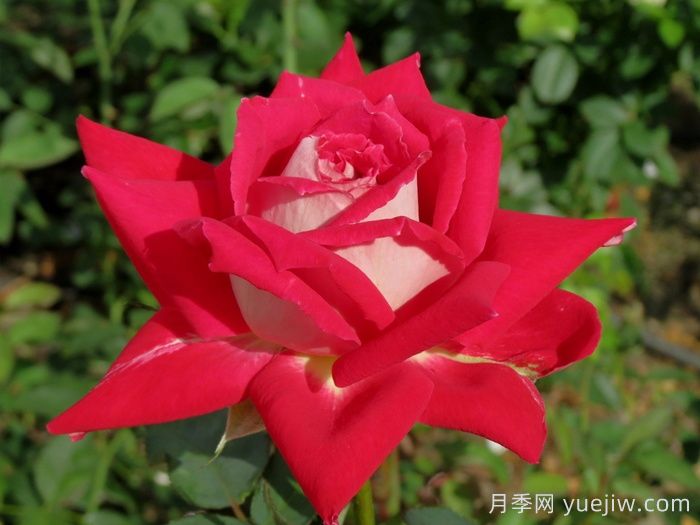 春季月季移栽，一定要檢查根部預防根腐病(圖1)