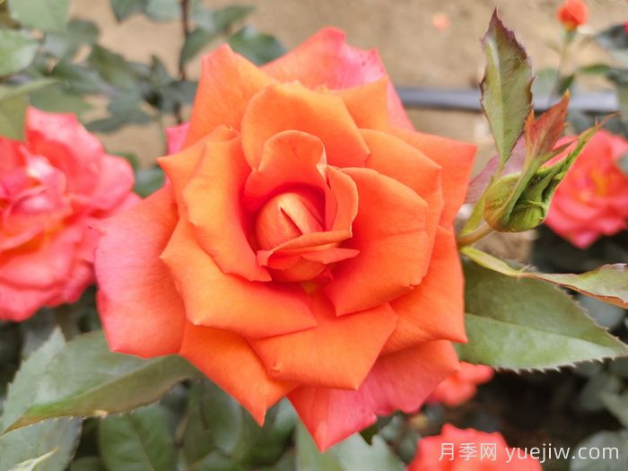 月季花種子怎么種才能苗出的快？(圖1)