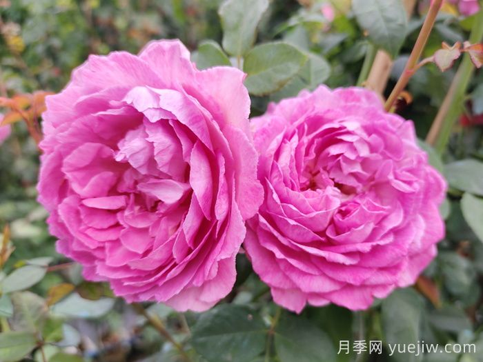 月季象征著(zhù)怎樣的含義？(圖1)