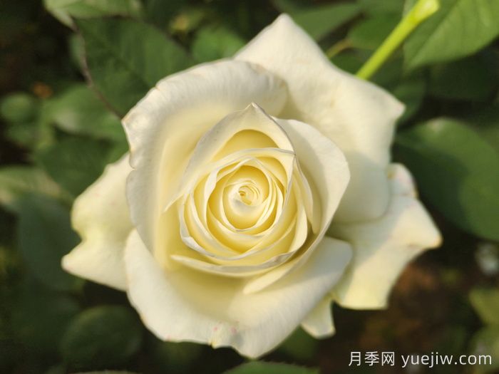 不同顏色月季花代表的含義？(圖2)
