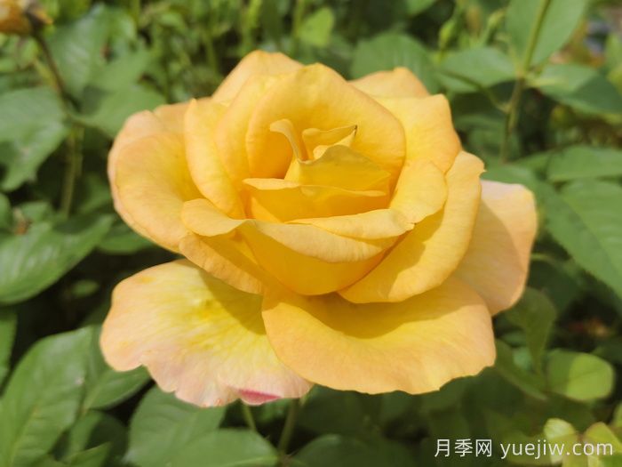 不同顏色月季花代表的含義？(圖3)