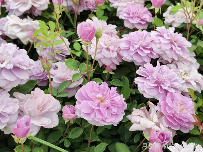 藍色陰雨月季一年開(kāi)幾次花？(圖1)
