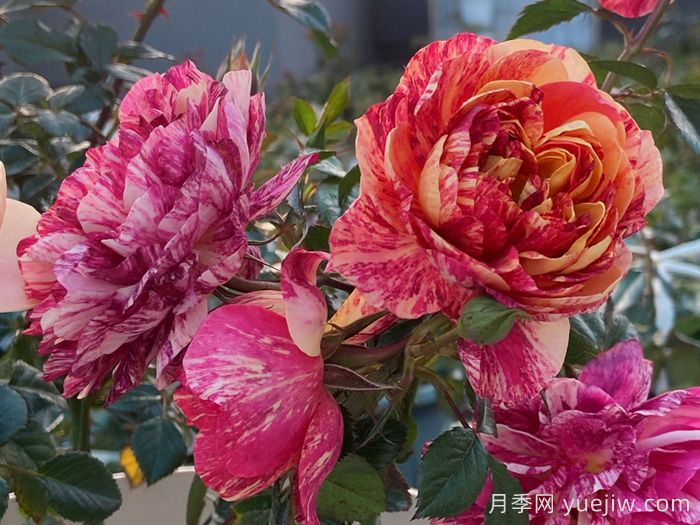 果汁飛濺月季為什么會(huì )出現返祖？(圖1)