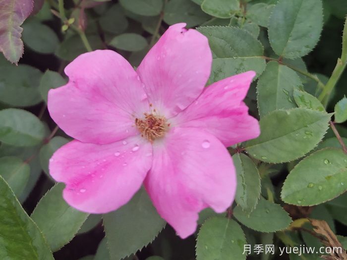 重瓣月季和單瓣月季哪個(gè)好？(圖1)