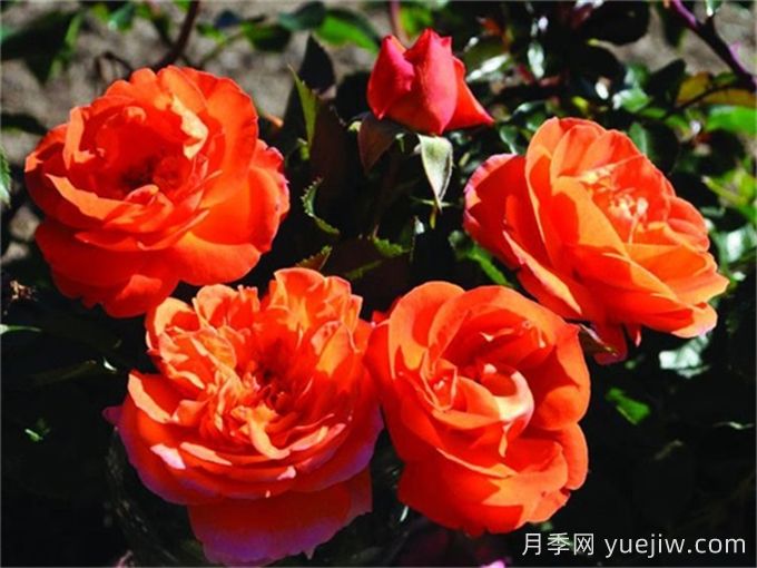 芒果陽(yáng)臺月季有什么優(yōu)缺點(diǎn)？(圖1)