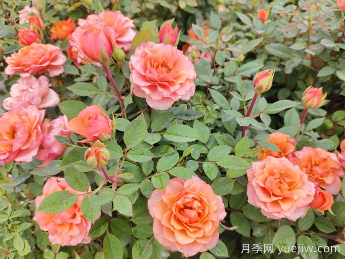 月季花品種到底有多少？(圖1)
