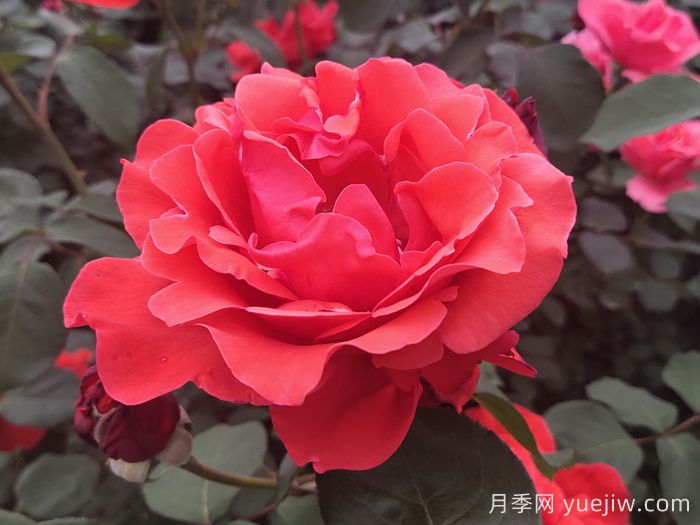 月季有哪些分類(lèi)和代表品種？(圖1)