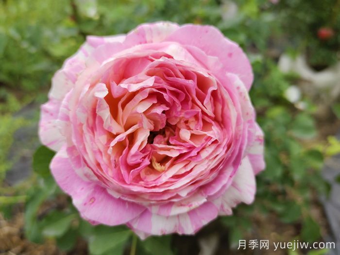 月季有哪些分類(lèi)和代表品種？(圖3)