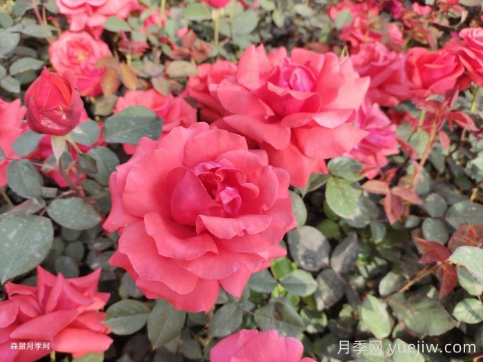 月季花在中國有哪些受歡迎的品種？(圖1)