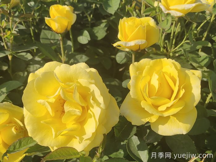 月季花在中國有哪些受歡迎的品種？(圖2)