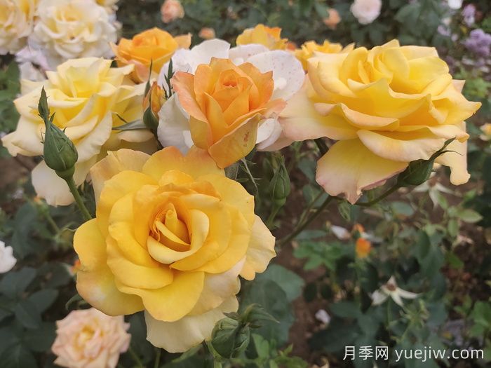 月季花品種會(huì )隨著(zhù)時(shí)間發(fā)展而減少嗎？(圖1)