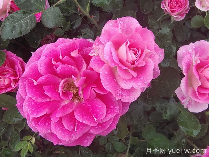 月季花能抗多少度的低溫？(圖1)