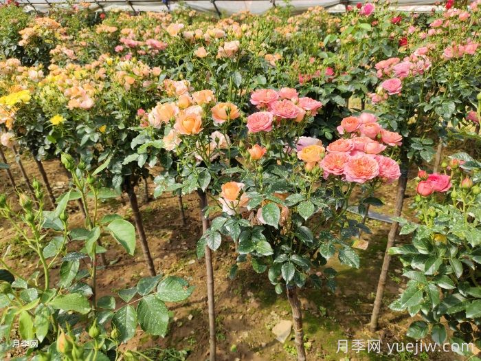 春天月季怎么管理開(kāi)花多？(圖1)