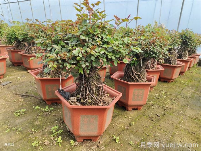 春天月季怎么管理開(kāi)花多？(圖3)
