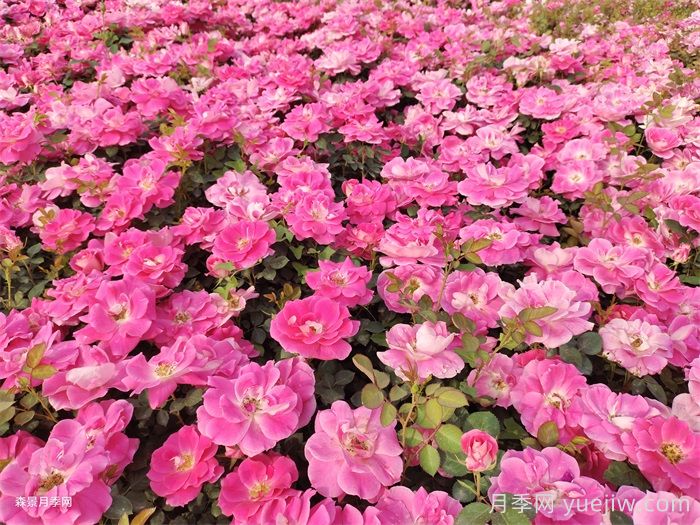 夏季月季幾天澆一次水？(圖1)