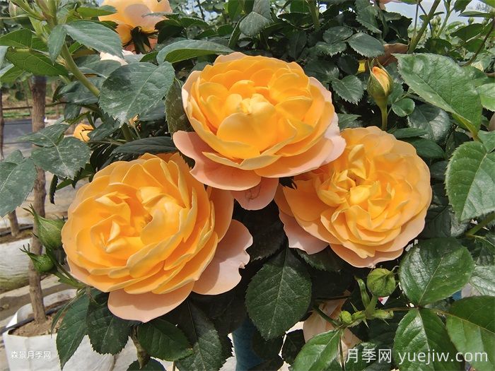 花期長(cháng)且好養的月季有哪些？(圖1)