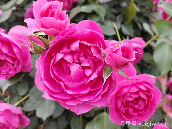 花期長(cháng)且好養的月季有哪些？(圖3)