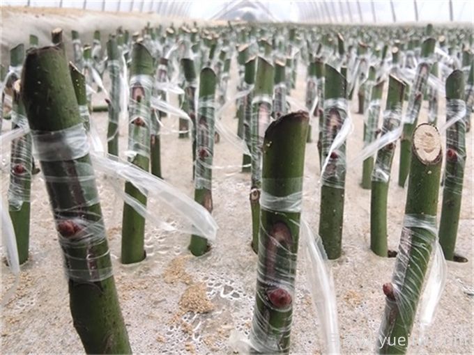 月季的繁殖方法有哪些？五大方法詳解(圖2)