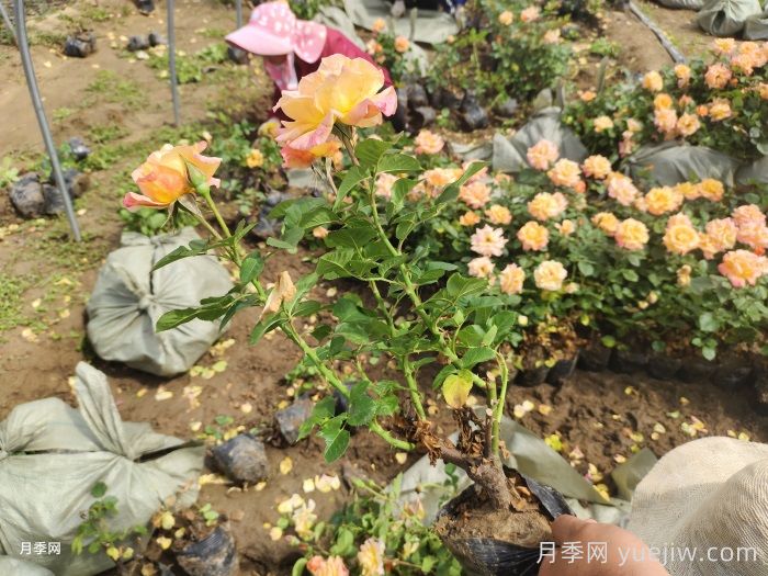 澳州黃金月季有什么優(yōu)點(diǎn)？值得入手嗎？(圖2)