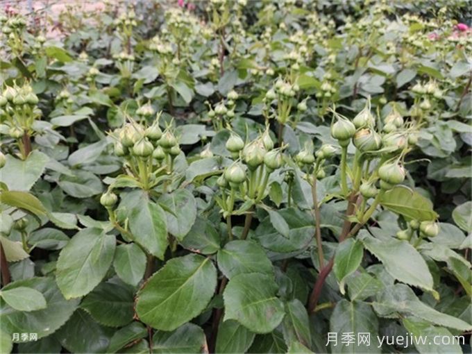 月季到了5月份還不開(kāi)花是什么原因？(圖1)