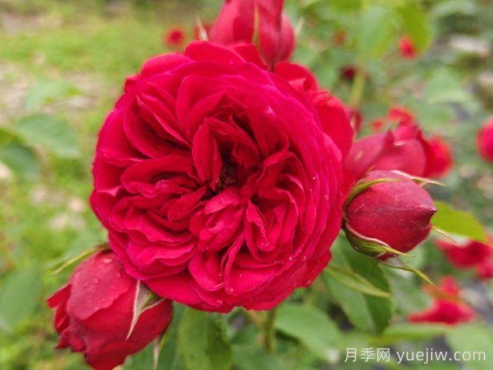 紅蘋(píng)果月季和紅舞裙月季有什么區別？(圖1)