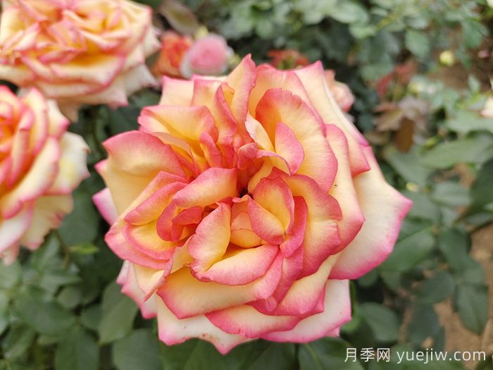 想要月季多開(kāi)花、花質(zhì)好？學(xué)會(huì )這三點(diǎn)(圖1)